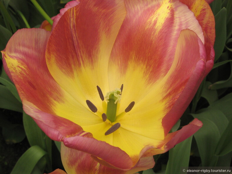 Нидерланды, парк цветов Keukenhof, 2011 год (видеозарисовка)