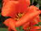 Нидерланды, парк цветов Keukenhof, 2011 год (видеозарисовка)