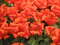 Нидерланды, парк цветов Keukenhof, 2011 год (видеозарисовка)