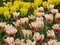 Нидерланды, парк цветов Keukenhof, 2011 год (видеозарисовка)