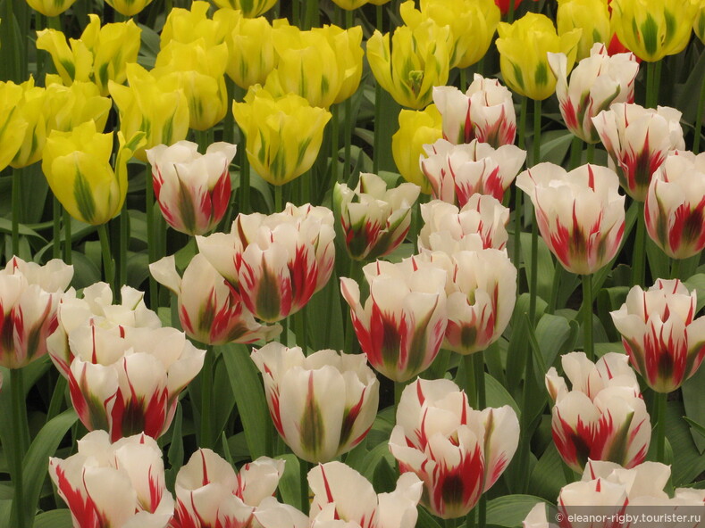 Нидерланды, парк цветов Keukenhof, 2011 год (видеозарисовка)