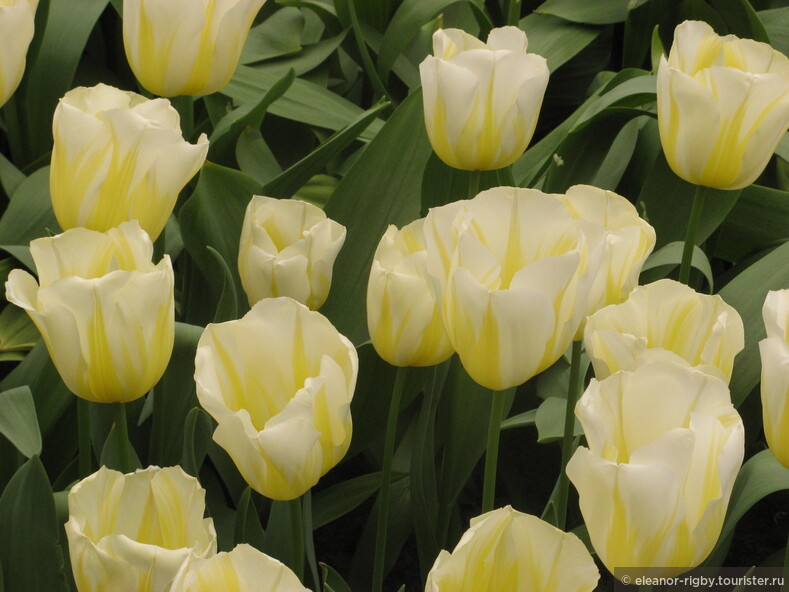 Нидерланды, парк цветов Keukenhof, 2011 год (видеозарисовка)