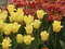 Нидерланды, парк цветов Keukenhof, 2011 год (видеозарисовка)