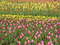 Нидерланды, парк цветов Keukenhof, 2011 год (видеозарисовка)