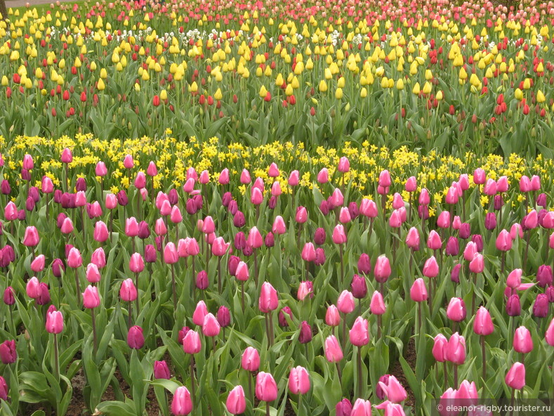 Нидерланды, парк цветов Keukenhof, 2011 год (видеозарисовка)