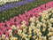 Нидерланды, парк цветов Keukenhof, 2011 год (видеозарисовка)