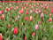 Нидерланды, парк цветов Keukenhof, 2011 год (видеозарисовка)
