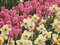 Нидерланды, парк цветов Keukenhof, 2011 год (видеозарисовка)