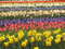 Нидерланды, парк цветов Keukenhof, 2011 год (видеозарисовка)