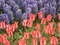Нидерланды, парк цветов Keukenhof, 2011 год (видеозарисовка)
