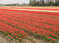 Нидерланды, парк цветов Keukenhof, 2011 год (видеозарисовка)
