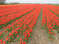 Нидерланды, парк цветов Keukenhof, 2011 год (видеозарисовка)