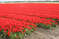 Нидерланды, парк цветов Keukenhof, 2011 год (видеозарисовка)