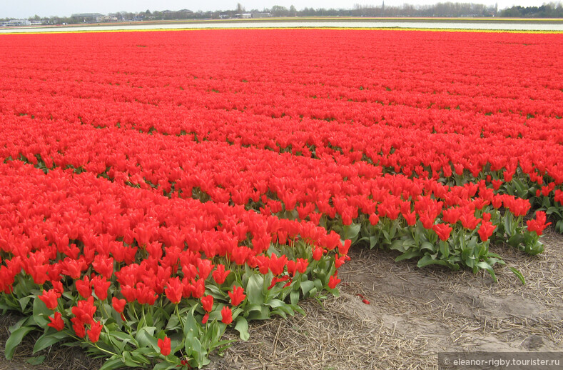 Нидерланды, парк цветов Keukenhof, 2011 год (видеозарисовка)