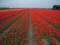Нидерланды, парк цветов Keukenhof, 2011 год (видеозарисовка)