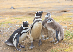 Про пингвинов