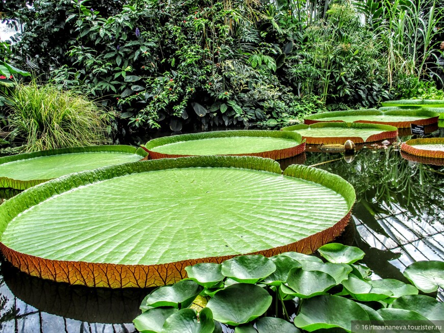 Welcome to the Royal Botanic Garden Edinburgh