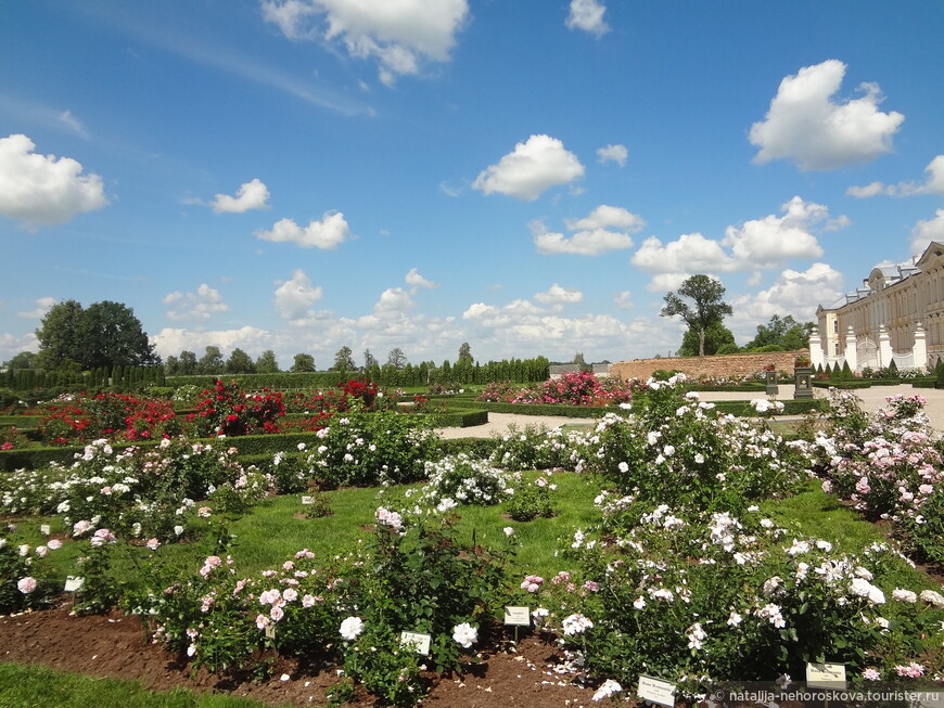 Розовый сад в Рундале