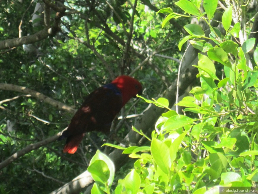 Попугаи в Catandra treetops.