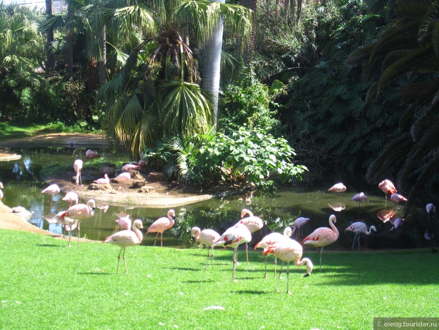 Розовые фламинго в Лоро Парке.