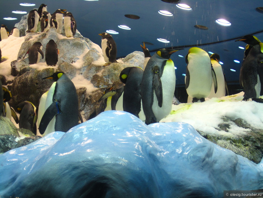  Планета пингвинов в Лоро Парке.