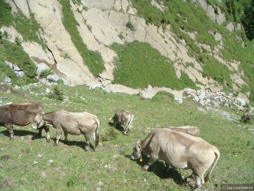 Поездки из Люцерна по Швейцарии со Swiss Pass