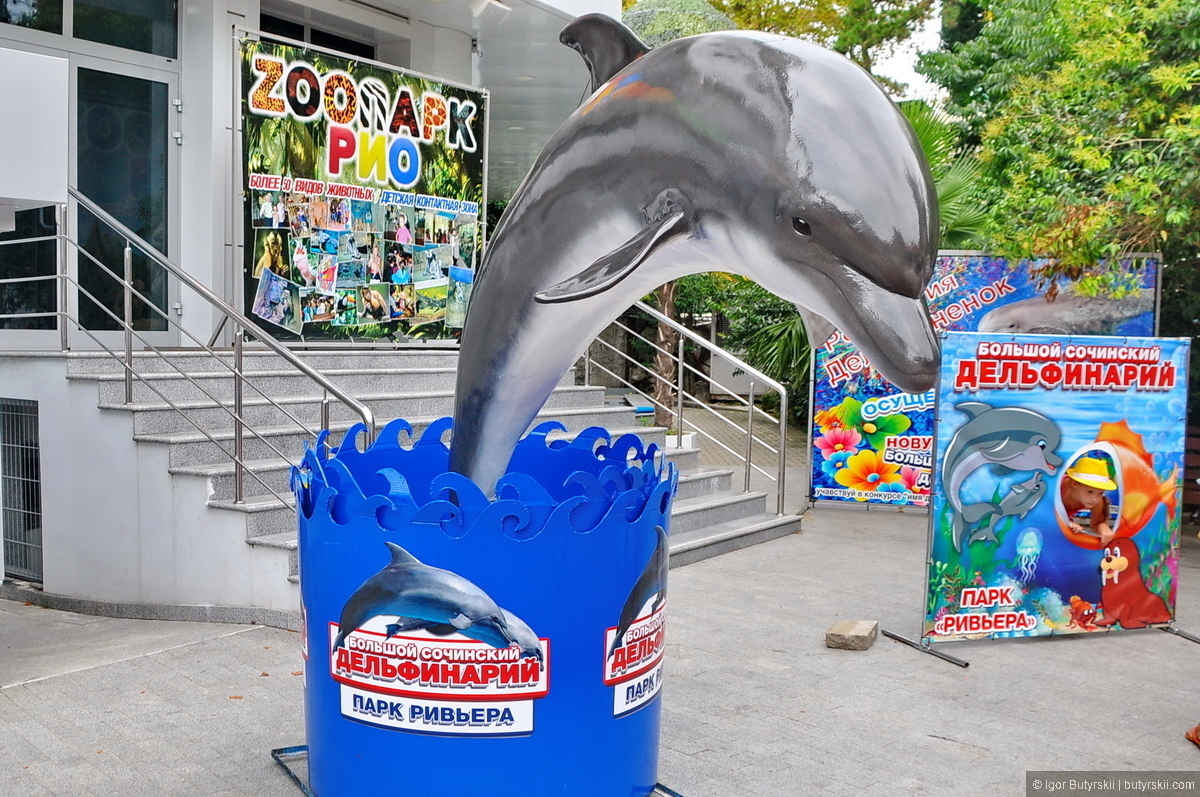 Дельфинарий сочи парк