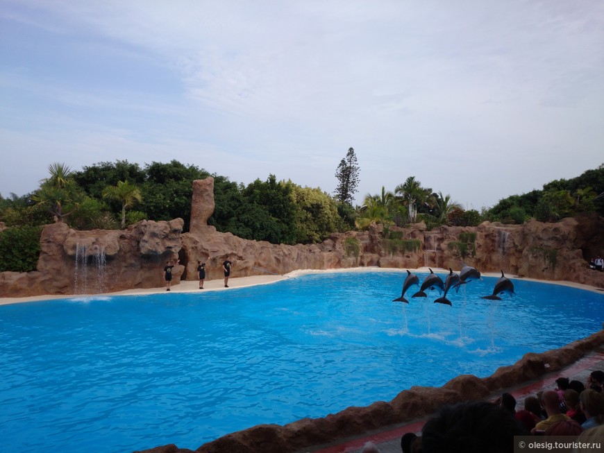 Шоу дельфинов в Лоро Парке.