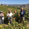 С туристами на сборе винограда