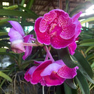 Ферма орхидей в Паттайе