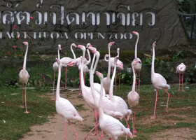 Зоопарк Кхао Кхео. Паттайя
