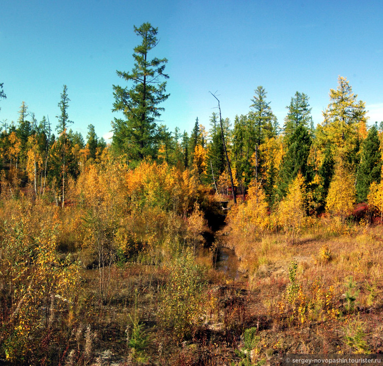 Осенняя лесотундра © Сергей Новопашин, 2006
