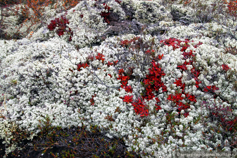 Красное на белом: Ива полярная Salix polaris  на подушке из ягеля © Сергей Новопашин, 2006