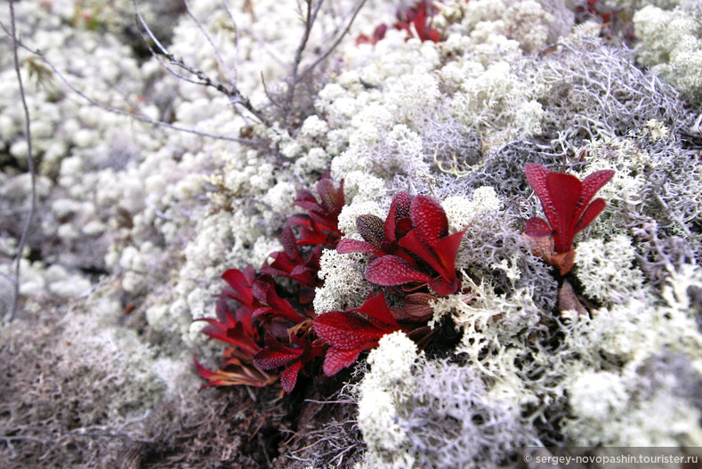 Красное на белом -2: Ива полярная Salix polaris  на подушке из ягеля © Сергей Новопашин, 2006