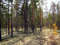 Беломошный лес - сосняк с подстилкой из ягеля © Сергей Новопашин, 2006