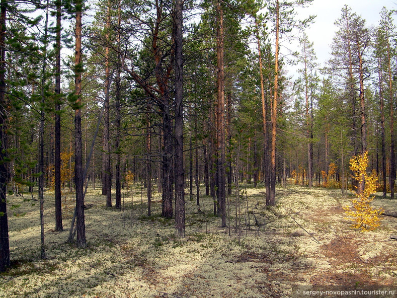 Беломошный лес - сосняк с подстилкой из ягеля © Сергей Новопашин, 2006