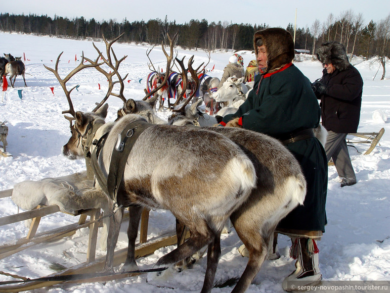 Подготовка к праздничному состязанию - гонке на оленях © Сергей Касьянов, 2006

