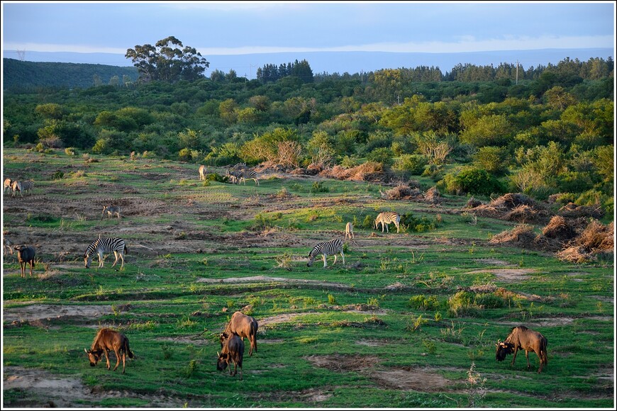 Южноафриканское сафари. Найсна и Блоукранс — самая высокая тарзанка в мире