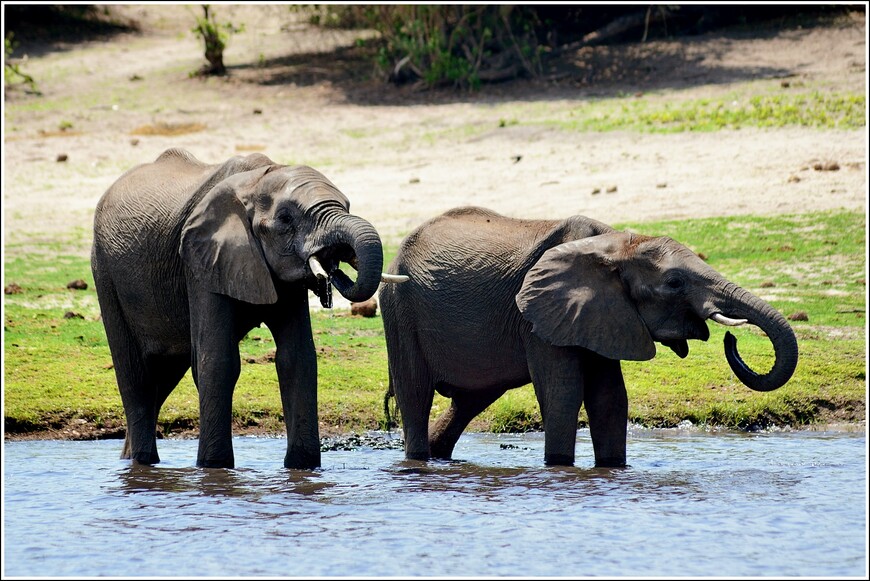Южноафриканское сафари. Слоны, крокодилы и бегемоты в парке Чобе