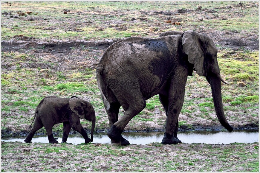 Южноафриканское сафари. Слоны, крокодилы и бегемоты в парке Чобе