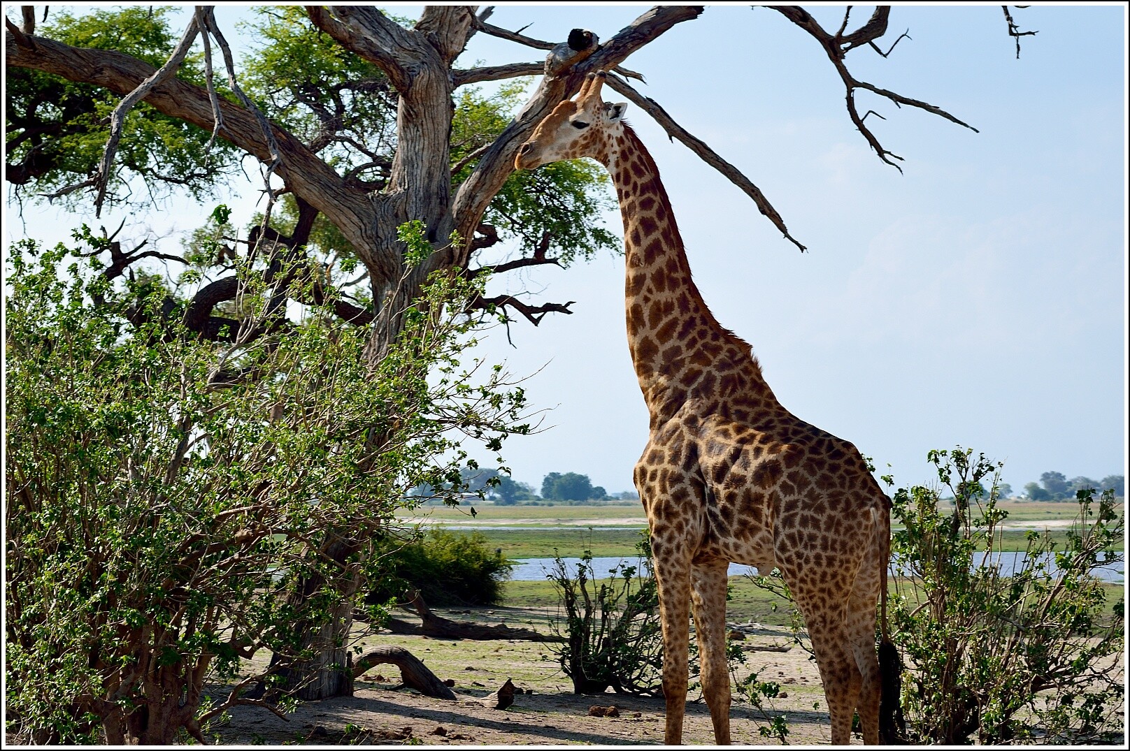 Giraffe elephant monkey. Парк Чобе сафари. Национальный парк Чобе Ботсвана. Национальный парк Чобе в Африке. Сафари парк Жираф.
