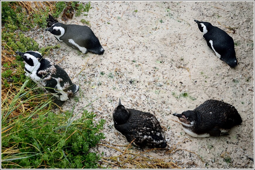 Южноафриканское сафари. Пингвины, Кейп-Пойнт и Мыс Доброй Надежды
