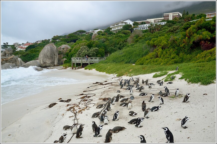 Южноафриканское сафари. Пингвины, Кейп-Пойнт и Мыс Доброй Надежды