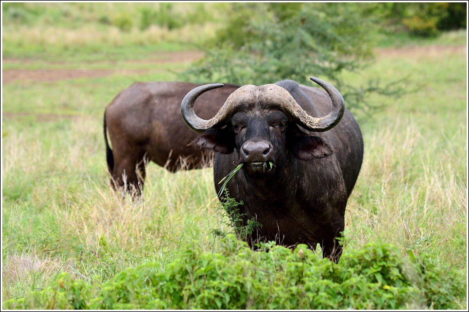 Мир животных буйволы. Буйвол в саванне. Национальный парк Крюгера Буйволы. Крюгер парк ЮАР. Буйвол ЮАР.