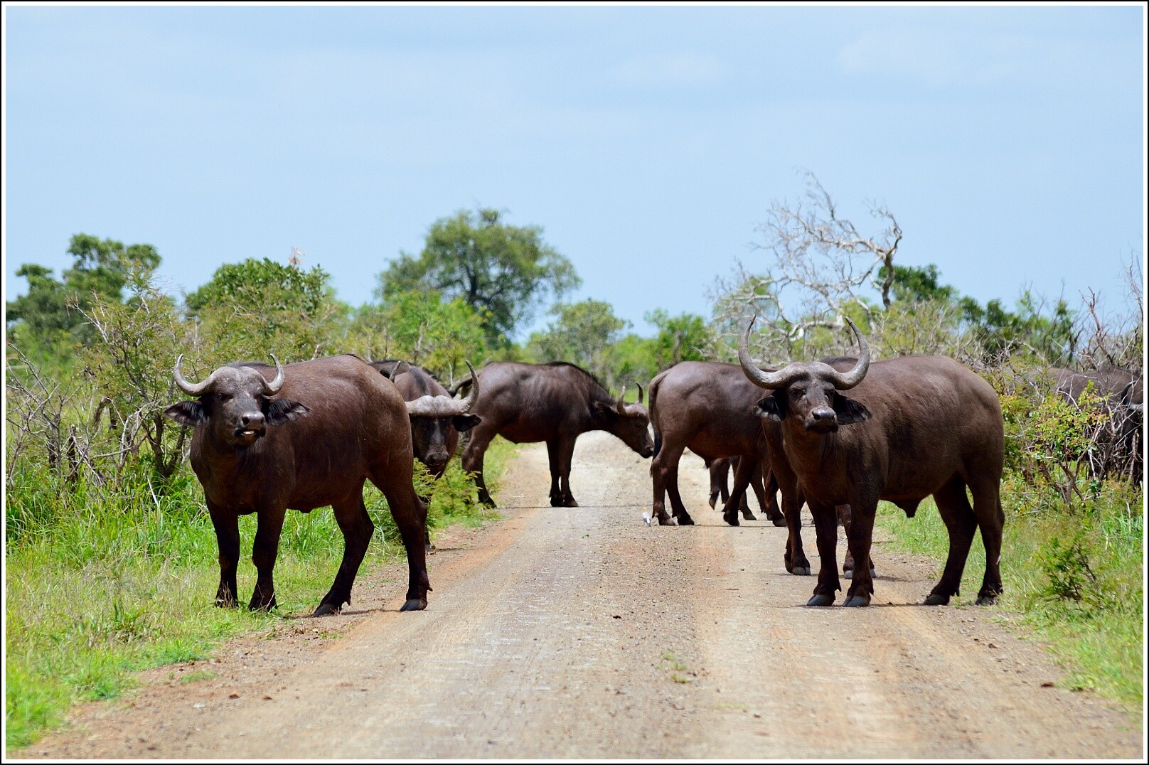 Носороги буйволы слоны обитают. Крюгер парк ЮАР. Национальный парк Крюгера Южная Африка. Национальные парки Африки парк Крюгера. Национальный парк Крюгера Буйволы.