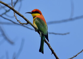 Буроголовая щурка, Merops leschenaulti, Chestnut-headed Bee-eate