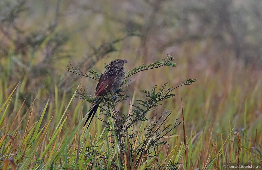 Малая шпорцевая кукушка, Centropus bengalensis, Lesser Coucal 