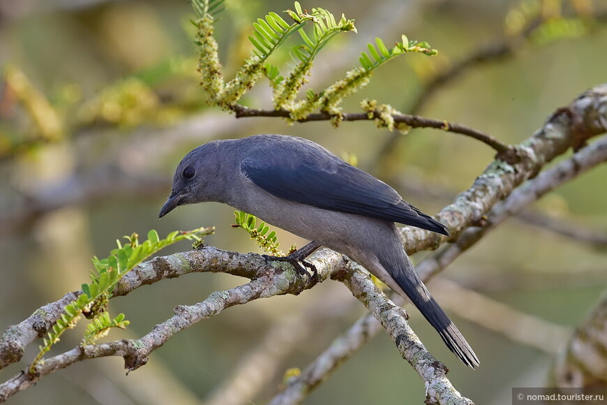 Траурный сорокопутовый личинкоед, Lalage melaschistos, Black-winged Cuckooshrike 