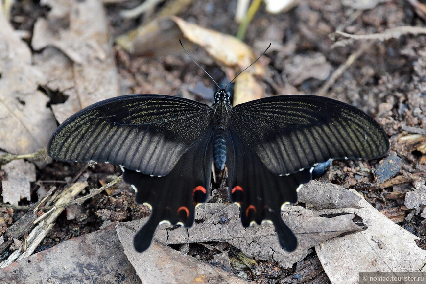 Парусник Елены, Papilio helenus, The Red Helen