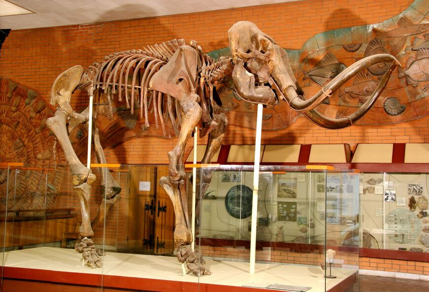 Палеонтологический музей в Москве